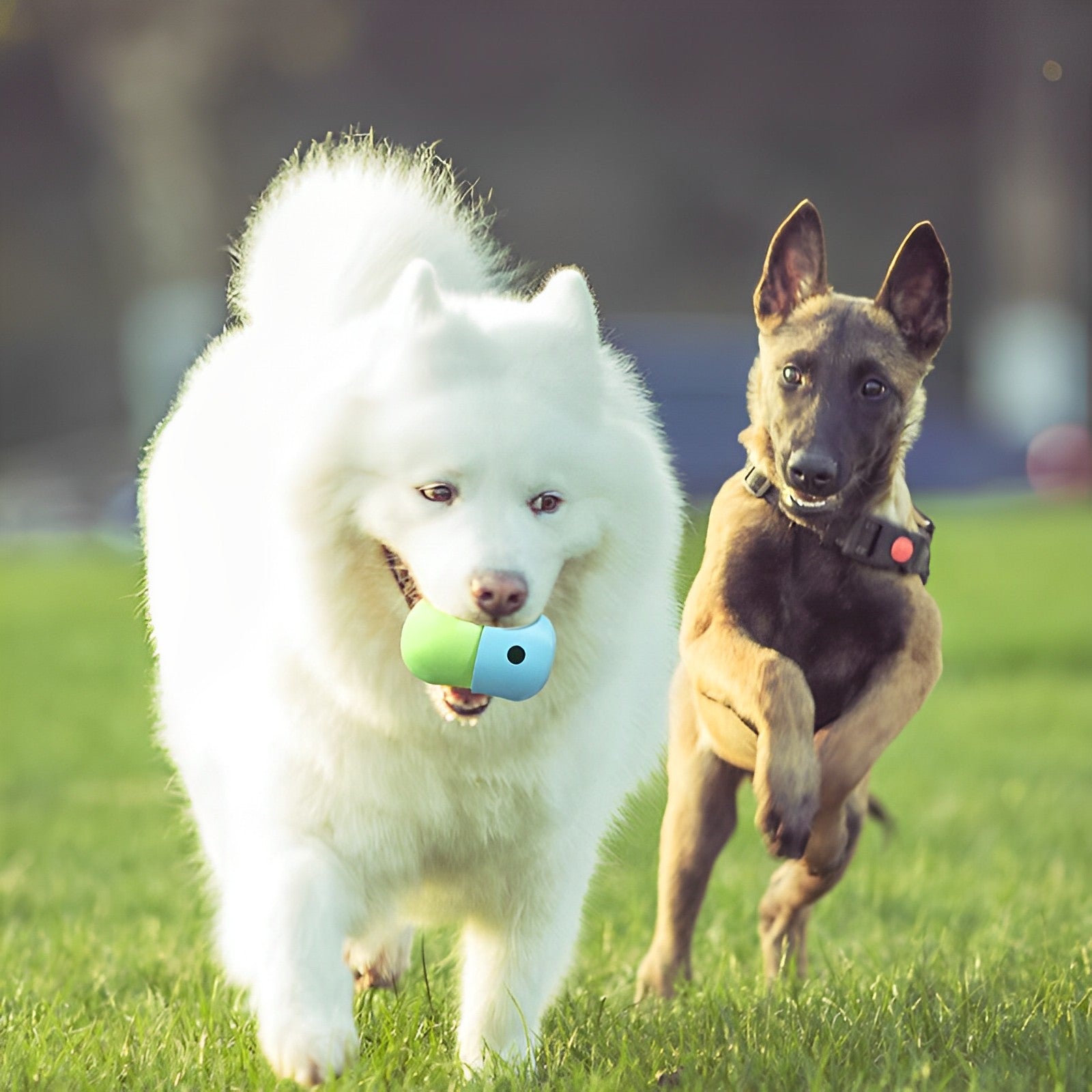 Pet Food Toy Pet Food Toy